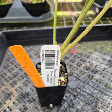 Load image into Gallery viewer, Alocasia Macrorrhiza Schock Treatment, Exact Plant Variegated Ships Nationwide
