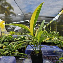 Load image into Gallery viewer, Epipremnum Amplissimum, Exact Plant Variegated Ships Nationwide
