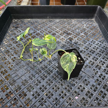 Load image into Gallery viewer, Philodendron Hederaceum Micans Aurea, Exact Plant Variegated Ships Nationwide
