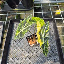 Load image into Gallery viewer, Alocasia Sanderiana Bull Aurea Variegated exact plant, Fedex 2day*
