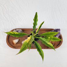 Load image into Gallery viewer, Philodendron Ring Of Fire Variegated 2.5" pot, Fedex 2day*
