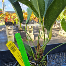 Load image into Gallery viewer, Anthurium Scherzerianum &quot;Pig Tail&quot;, Exact Plant Ships Nationwide
