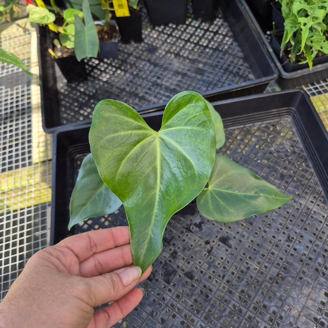 Anthurium Macrolobium, Exact Plant Ships Nationwide