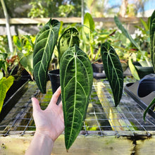 Load image into Gallery viewer, Anthurium Warocqueanum, Queen, Exact Plant
