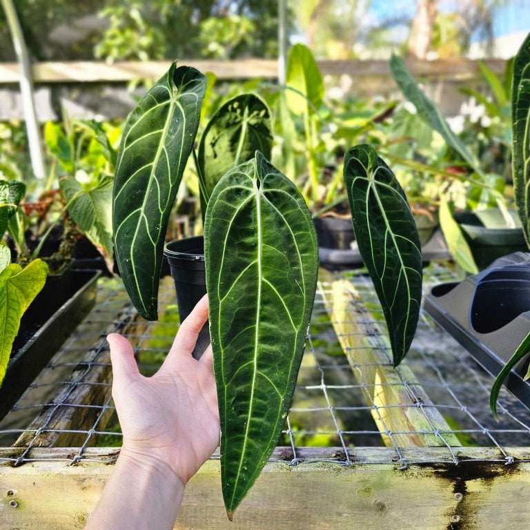 Anthurium Warocqueanum, Queen, Exact Plant