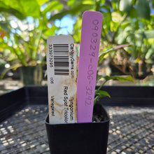 Load image into Gallery viewer, Syngonium Red Spot Tricolor, Exact Plant Variegated Ships Nationwide

