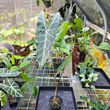 Load image into Gallery viewer, Alocasia Longiloba, Denudata, Exact Plant X-Large
