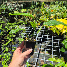 Load image into Gallery viewer, Monstera Acacoyaguensis 2.5" pot, Fedex 2day*
