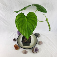 Load image into Gallery viewer, Philodendron Pastazanum, Exact Plant
