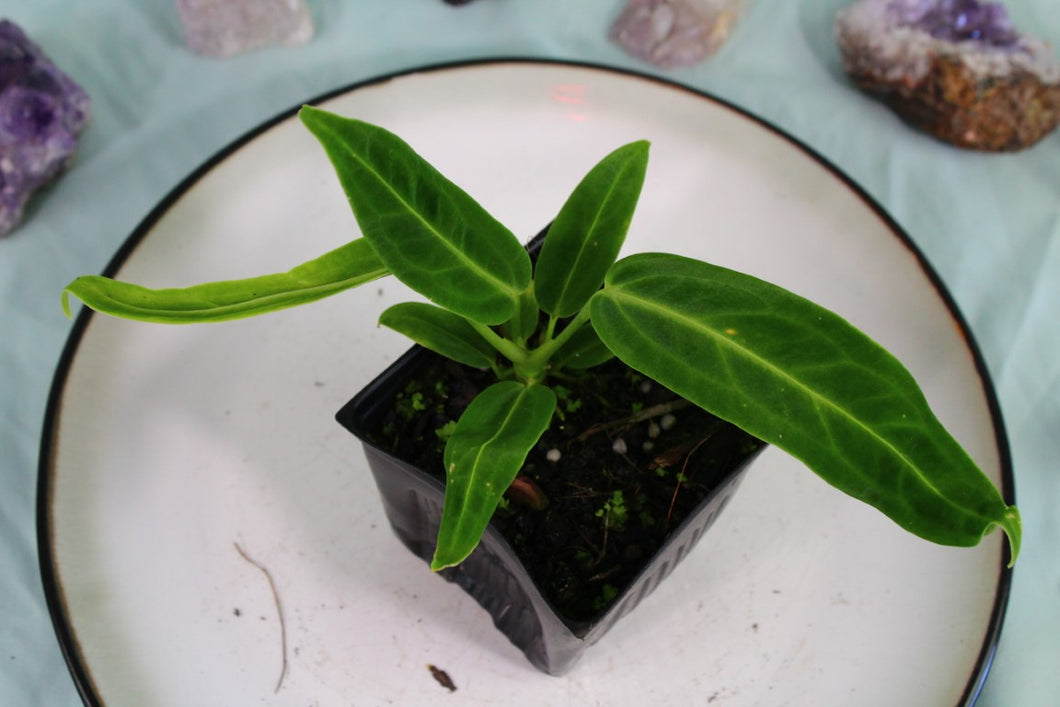 Anthurium Warocqueanum Exact plant