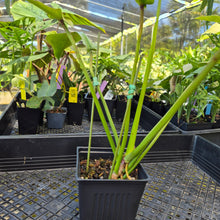 Load image into Gallery viewer, Philodendron Joepii Variegated, Exact Plant Ships Nationwide
