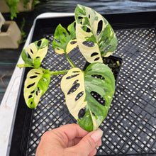 Load image into Gallery viewer, Monstera Adansonii Laniata Albo Variegated exact plant, Fedex 2day*
