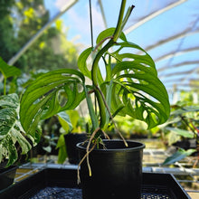 Load image into Gallery viewer, Monstera Esqueleto, Exact Plant Large, 6&#39;&#39; pot
