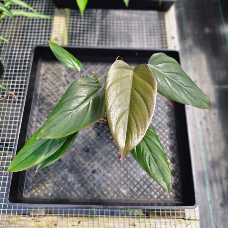 Philodendron Dark Lord, Exact Plant Ships Nationwide