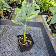 Load image into Gallery viewer, Monstera Adansonii European Mint, Exact Plant Variegated Ships Nationwide
