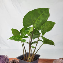 Load image into Gallery viewer, Syngonium Panda, Exact Plant Variegated Ships Nationwide
