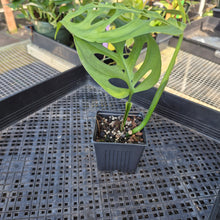 Load image into Gallery viewer, Monstera Esqueleto, Exact Plant Ships Nationwide

