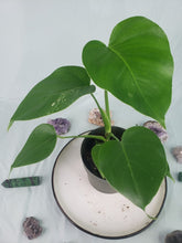 Load image into Gallery viewer, Borsigiana Albo, Exact Plant, variegated Monstera
