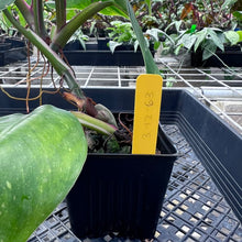 Load image into Gallery viewer, Philodendron White Princess, Exact Plant Variegated Ships Nationwide
