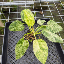 Load image into Gallery viewer, Philodendron Giganteum Blizzard Variegated exact plant, Fedex 2day*
