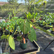 Load image into Gallery viewer, Anthurium Ace of Spades, Exact Plant Ships Nationwide
