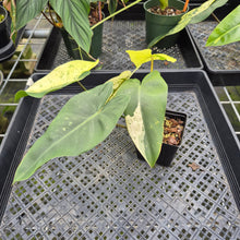 Load image into Gallery viewer, Philodendron Ilsemanii Variegated exact plant, Fedex 2day*
