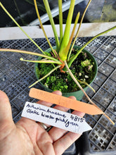 Load image into Gallery viewer, Anthurium Anuenue Obake bicolor, pink/ green, Exact Plant, ship nationalwide

