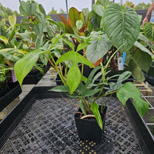Load image into Gallery viewer, Philodendron Quercifolium x Pedatum, Exact Plant Ships Nationwide

