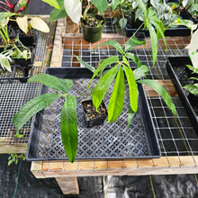 Load image into Gallery viewer, Anthurium Polydactylum, Exact Plant Ships Nationwide
