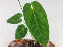 Load image into Gallery viewer, Anthurium Angamarcanum , Exact Plant
