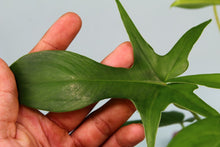 Load image into Gallery viewer, Philodendron Quercifolium x Pedatum Exact Plant Ships nationwide
