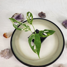 Load image into Gallery viewer, Monstera Adansonii Mint &quot;Indonesia&quot; Variegated 2.5&quot; Pot, Fedex 2 day*
