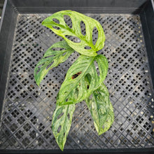 Load image into Gallery viewer, Monstera Adansonii European Mint, Exact Plant Variegated Ships Nationwide
