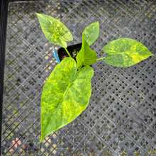 Load image into Gallery viewer, Alocasia Gageana Aurea, Exact Plant Variegated Ships Nationwide
