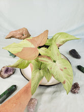 Load image into Gallery viewer, Syngonium Strawberry Milk Variegated 4&quot; pot, ships nationwide
