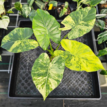 Load image into Gallery viewer, Alocasia Gageana Aurea, Exact Plant Variegated Ships Nationwide
