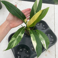 Load image into Gallery viewer, Philodendron Wend Imbe Variegated exact plant, Fedex 2day*
