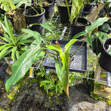 Load image into Gallery viewer, Philodendron Mexicanum, Exact Plant Ships Nationwide
