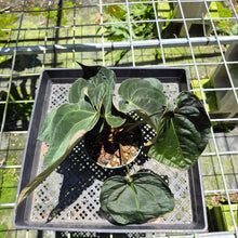 Load image into Gallery viewer, Anthurium Ace Of Spades X Papillilaminum exact plant, Fedex 2day*
