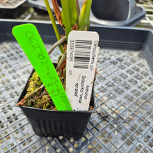 Load image into Gallery viewer, Anthurium Shibori Koi "orange speckled", Exact Plant Ships Nationwide
