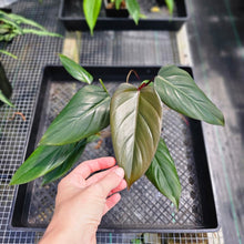 Load image into Gallery viewer, Philodendron Dark Lord, Exact Plant Ships Nationwide
