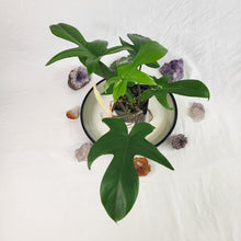 Load image into Gallery viewer, Philodendron Florida Beauty Green Form 4&quot; pot, Fedex 2 day*
