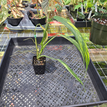 Load image into Gallery viewer, Philodendron Holtonianum Variegated, Exact Plant Ships Nationwide
