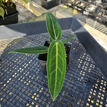 Load image into Gallery viewer, Anthurium Warocqueanum, Queen, Exact Plant Ships Nationwide
