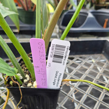 Load image into Gallery viewer, Philodendron Orchid Jungle, Exact Plant Ships Nationwide
