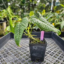 Load image into Gallery viewer, Anthurium Lappoanum, Exact Plant
