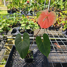 Load image into Gallery viewer, Anthurium Anuenue Obake bicolor pink / green 4" pot, Fedex 2day*
