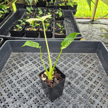 Load image into Gallery viewer, monstera deliciosa mint Exact Plant Variegated Ships Nationwide
