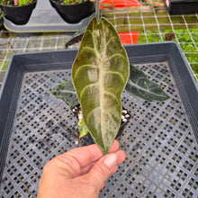 Load image into Gallery viewer, Alocasia Sedenii Aurea Variegated, Exact Plant Ships Nationwide
