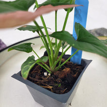 Load image into Gallery viewer, Syngonium Red Spot Tricolor, Exact Plant Variegated Ships Nationwide
